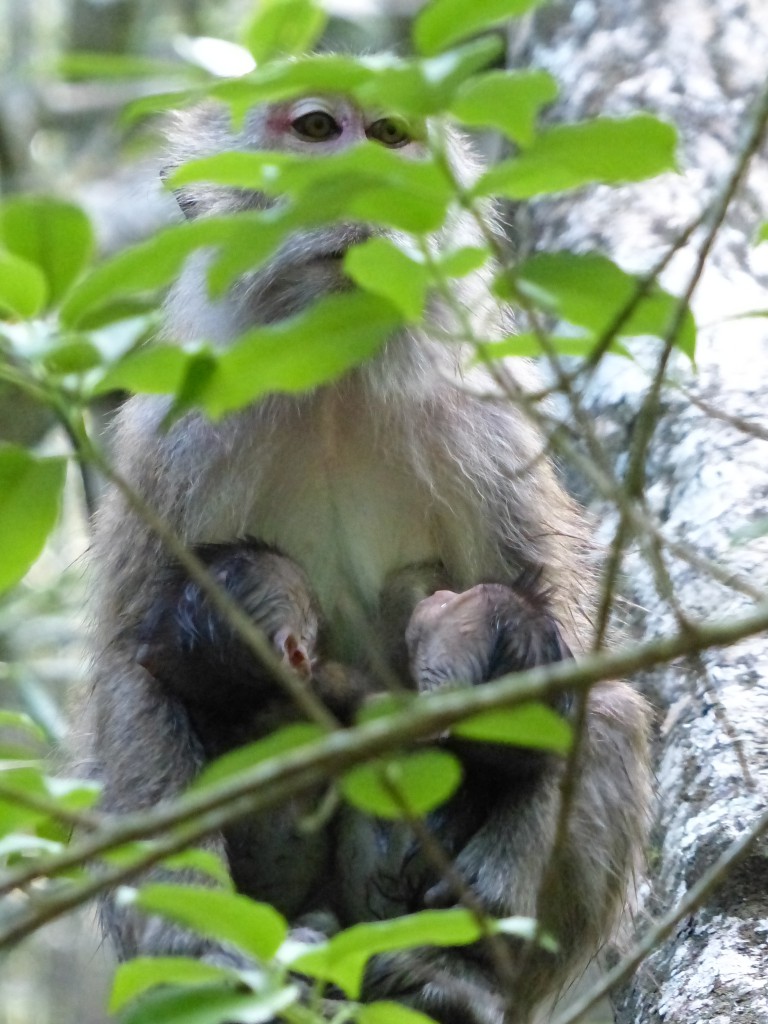 Baby-Affen